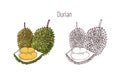 Colorful and outline drawings in monochrome colors of durian isolated on white background. Whole and split exotic fresh