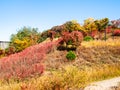 Colorful overgrown slope of Nam Mountain in Seoul Royalty Free Stock Photo