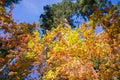 Colorful Pacific mountain dogwood shrubs on a sunny autumn day, Calaveras big trees state park, California