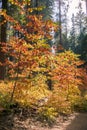 Colorful Pacific mountain dogwood shrubs on a sunny autumn day, Calaveras big trees state park, California