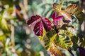 Colorful Pacific Poison oak leaves