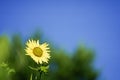 Colorful Pacino Gold helianthus annuus sunflower in full bloom Royalty Free Stock Photo