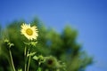 Colorful Pacino Gold helianthus annuus sunflower in full bloom Royalty Free Stock Photo