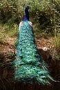 Colorful Paco Peacock Pfau Royalty Free Stock Photo