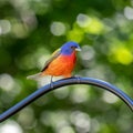 A colorful Painted Bunting