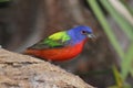 Painted Bunting (Passerina ciris) Royalty Free Stock Photo