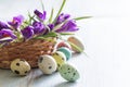 Colorful painted Easter eggs and spring crocus Royalty Free Stock Photo