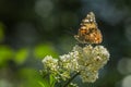 Colorful painted lady butterfly on a sunny day Royalty Free Stock Photo