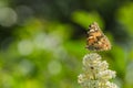 Colorful painted lady butterfly on a sunny day in a garden Royalty Free Stock Photo