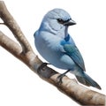 A Colorful painting of Blue-gray Tanager bird. AI-generated.