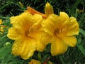 Colorful Pair of Yellow Lily Flowers