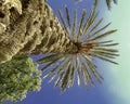 Colorful palm dates tree and fruits reaching up tall into deep blue sky in Sicily