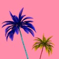 Colorful palm trees