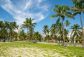 Colorful palm trees Miami Beach Lummus Park