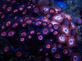 Colorful Palythoa corals in water Royalty Free Stock Photo