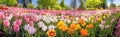 colorful panorama of of various flower heads.