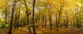 Colorful panoramic autumn landscape in a scenic forest Royalty Free Stock Photo