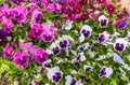 Colorful Pansie flowers in flower bed with dew drops Royalty Free Stock Photo