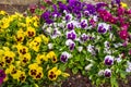 Colorful Pansie flowers in flower bed with dew drops on petals Royalty Free Stock Photo