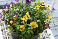 Colorful Pansies in a Black Metal Bucket on a white table Royalty Free Stock Photo