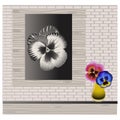 Colorful pansies flower in vase and monochrome flower picture.