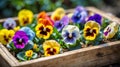 Colorful pansies planted in an empty box, AI-generated.