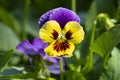 Colorful Pansies Smiling in the Sun #5