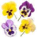 Colorful pansies