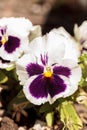 Colorful pansy flower Royalty Free Stock Photo