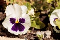 Colorful pansy flower Royalty Free Stock Photo