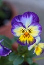 Colorful pansy flower Royalty Free Stock Photo