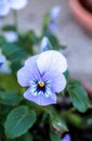 Colorful pansy flower Royalty Free Stock Photo