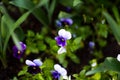 Colorful pansy flower known as Viola tricolor var. hortensis blooms in a botanical garden on a green background Royalty Free Stock Photo