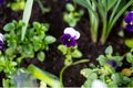 Colorful pansy flower known as Viola tricolor var. hortensis blooms in a botanical garden on a green background Royalty Free Stock Photo