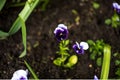 Colorful pansy flower known as Viola tricolor var. hortensis blooms in a botanical garden on a green background Royalty Free Stock Photo