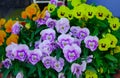 Colorful pansy flower plant natural background Royalty Free Stock Photo