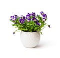 Colorful pansy flower plant in white pot isolated