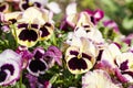 Colorful pansy flowers are blommong in the garden Royalty Free Stock Photo