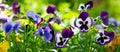 Colorful pansy flowers blooming in a garden Royalty Free Stock Photo