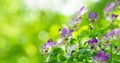 Colorful pansy flowers on green background in a garden