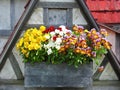 Colorful pansy flowers