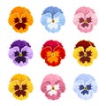 Colorful pansy flowers. Vector illustration.