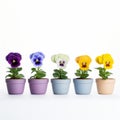 Colorful Pansy Pots: A Tribute To Patricia Piccinini And Flower Power Royalty Free Stock Photo