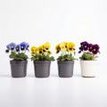 Colorful Pansy Pots On White Background