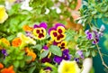 Colorful pansy viola flower in summer garden Royalty Free Stock Photo