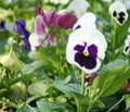 Colorful pansy viola flowers Royalty Free Stock Photo