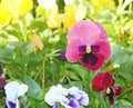 Colorful pansy viola flowers Royalty Free Stock Photo