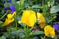 Colorful pansy viola flowers Royalty Free Stock Photo
