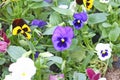Colorful pansy viola flowers Royalty Free Stock Photo