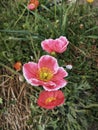 colorful papaver nudicaule flower at meadow Royalty Free Stock Photo